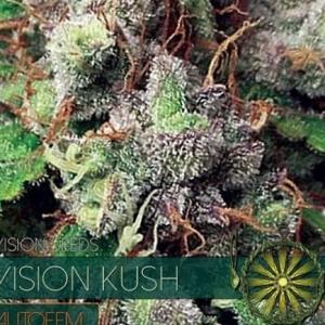 Vision Kush Autoflowering